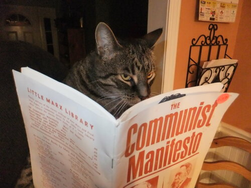 A cat reads Karl Marx